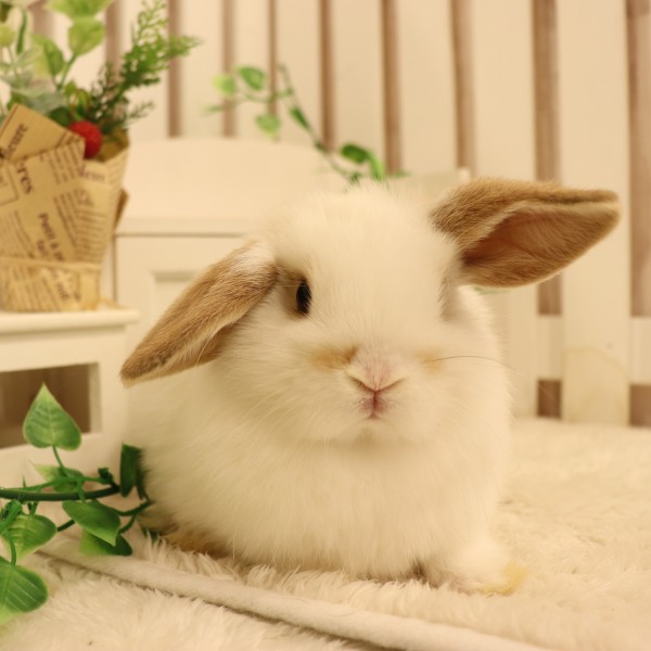 ホーランドロップ　ブロークンオレンジ（3SV)