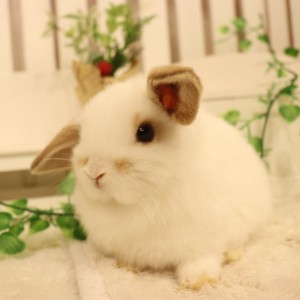 ホーランドロップ　ブロークンオレンジ（3SV)