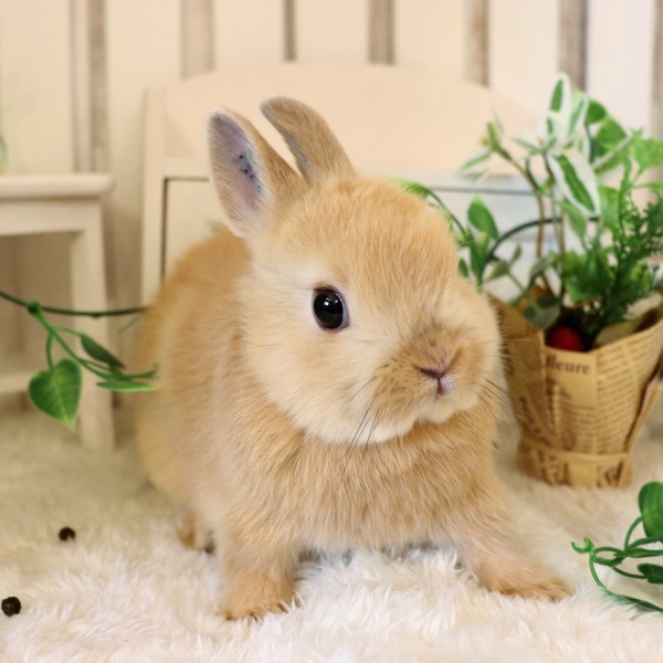 ネザーランドドワーフ オレンジ（TG）