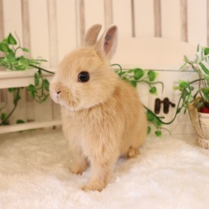 ネザーランドドワーフ オレンジ（TG）