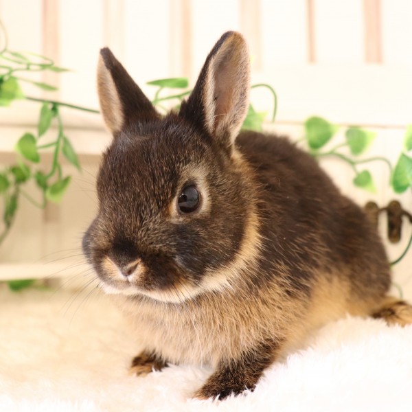 ネザーランドドワーフ ブラックオター（PA）