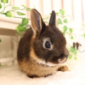 ネザーランドドワーフ ブラックオター（PA）