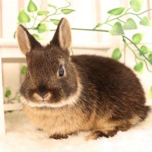 ネザーランドドワーフ ブラックオター（PA）