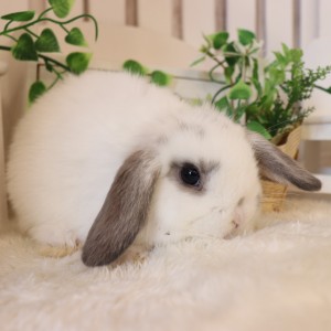 ホーランドロップ ブロークンオパール（R55）