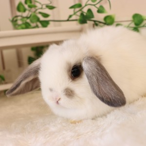 ホーランドロップ ブロークンオパール（R55）