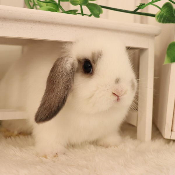 ホーランドロップ ブロークンオパール（R55）