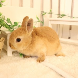 ネザーランドドワーフ　オレンジ（UE)