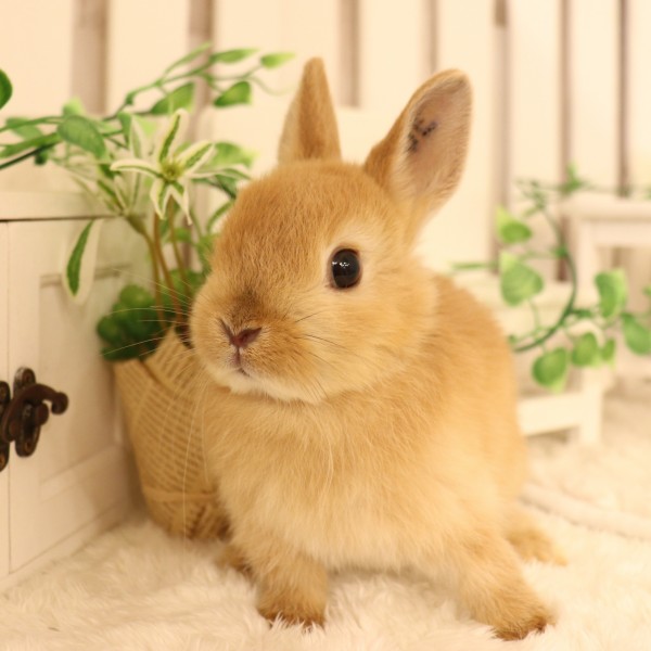 ネザーランドドワーフ　オレンジ（UE)