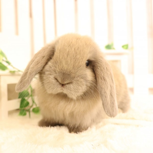 ホーランドロップ　ブルートート9G8