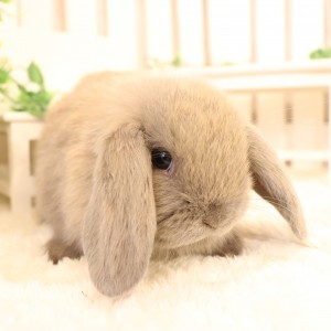 ホーランドロップ　ブルートート9G8