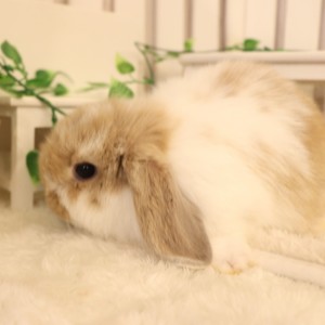 ホーランドロップ　ブロークンリンクス（9G3)