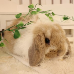 ホーランドロップ　ブロークンリンクス（9G3)