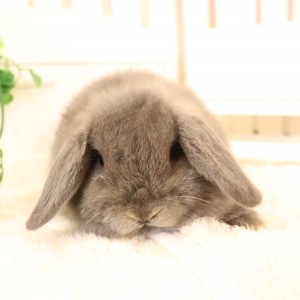 ホーランドロップ　ブルー（3ＴZ)