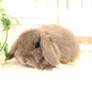 ホーランドロップ　ブルー（3ＴZ)