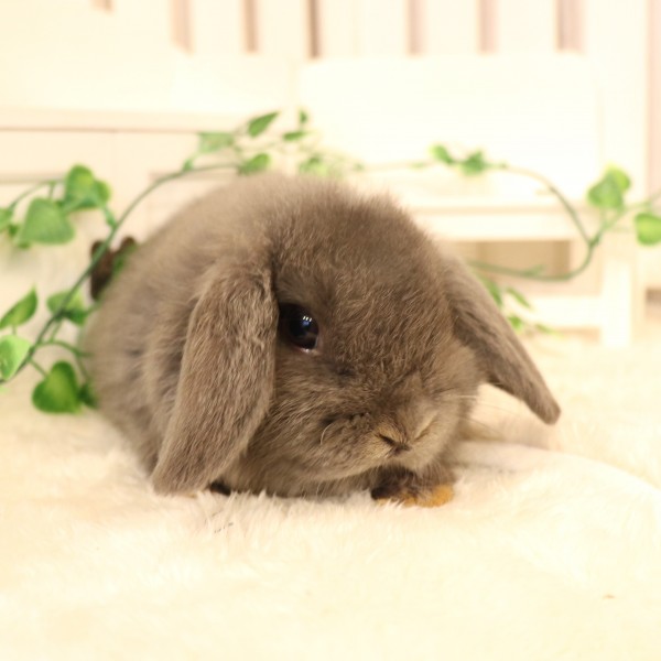 ホーランドロップ　ブルー（3ＴZ)