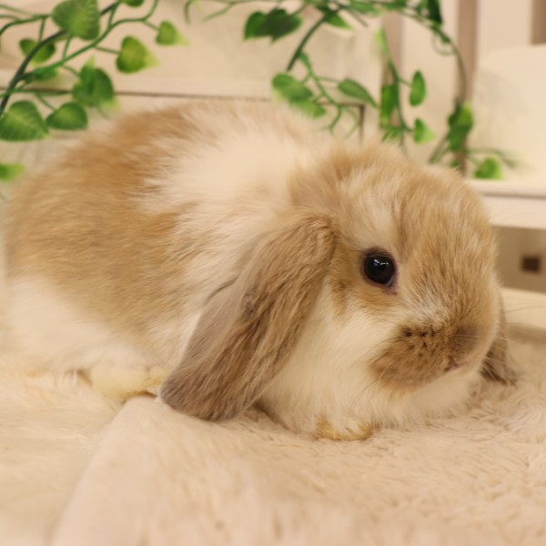 ホーランドロップ　ブロークンリンクス（9G3)