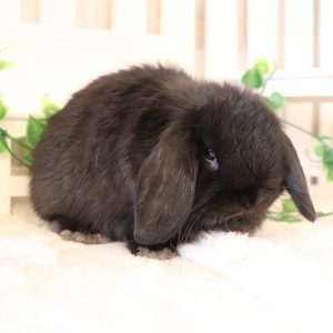 ホーランドロップ　ブラック（9H8)