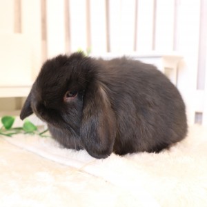 ホーランドロップ　ブラック（9H8)