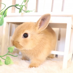 ネザーランドドワーフ　オレンジ(VL)