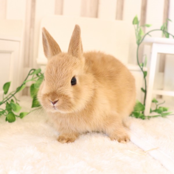 ネザーランドドワーフ　オレンジ(VL)