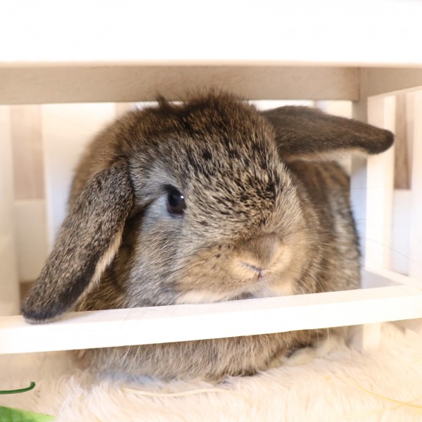 ホーランドロップ　チェスナット（9H9)