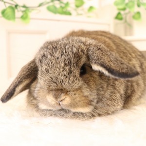 ホーランドロップ　チェスナット（9H9)