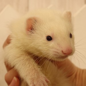 プラチナ（男の子）