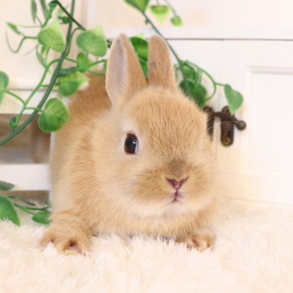 ネザーランドドワーフ　オレンジ（WL)