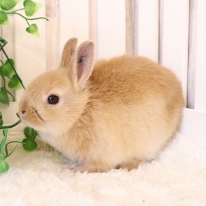 ネザーランドドワーフ　オレンジ（WL)