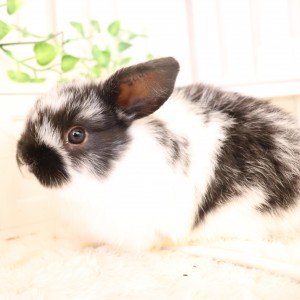 ホーランドロップ　ブロークンブラック（9J3)