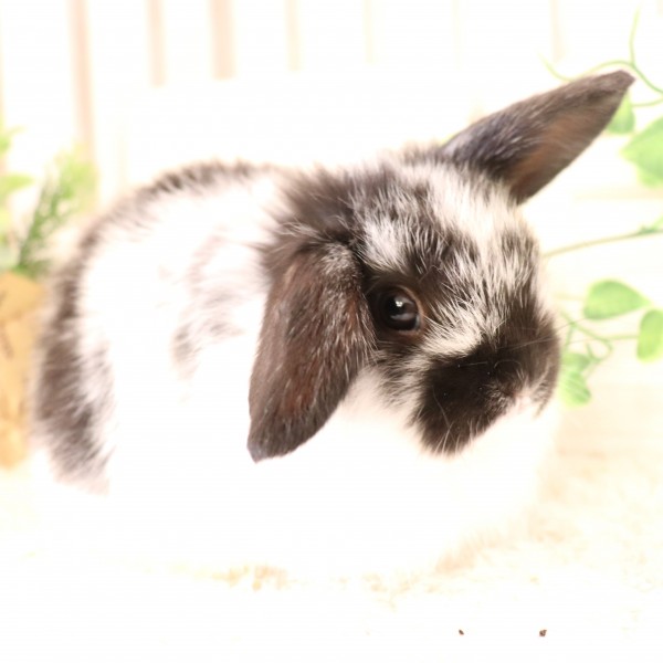 ホーランドロップ　ブロークンブラック（9J3)