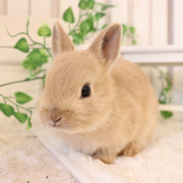 ネザーランドドワーフ　リンクス（WF)