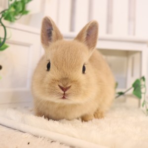 ネザーランドドワーフ　リンクス（WF)