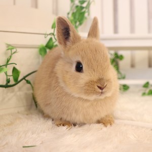 ネザーランドドワーフ　リンクス（WF)