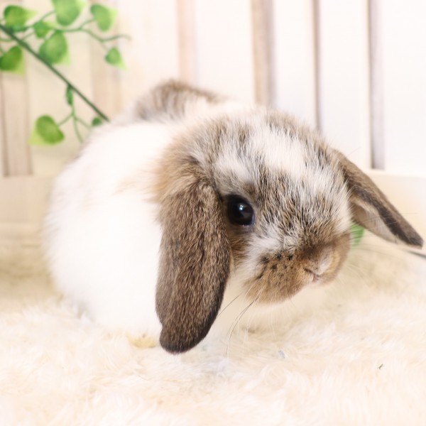 ホーランドロップ　ブロークンチェスナット（9I9)