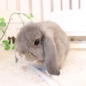 ホーランドロップ オパール（R62）