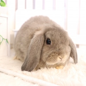 ホーランドロップ オパール（R62）