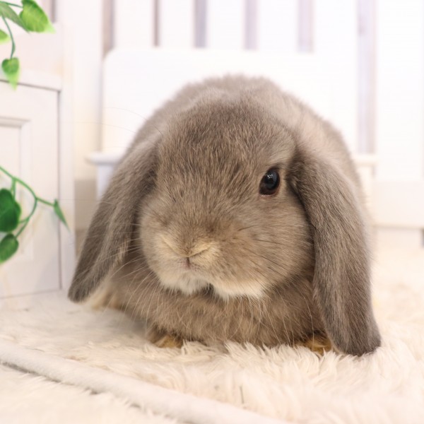 ホーランドロップ オパール（R62）