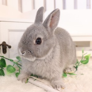 ネザーランドドワーフ スクワーレル（XU）