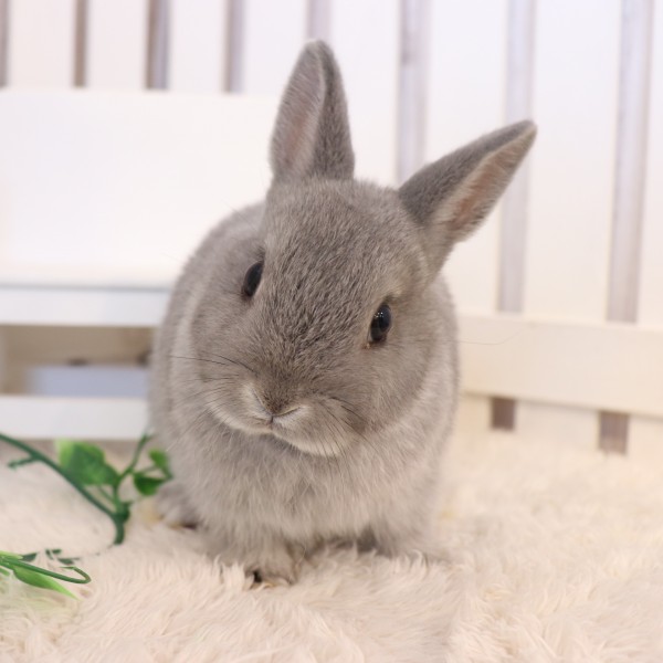 ネザーランドドワーフ スクワーレル（XU）