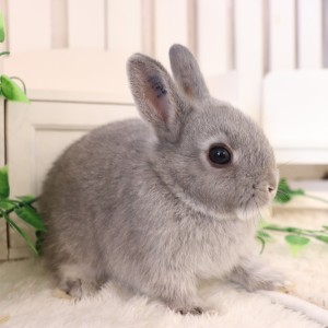 ネザーランドドワーフ スクワーレル（XU）