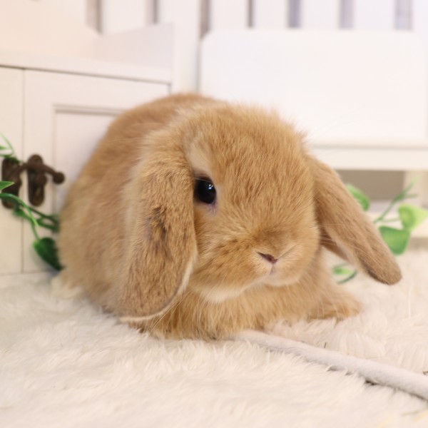 ホーランドロップ オレンジ（9K5）