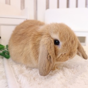 ホーランドロップ オレンジ（9K5）