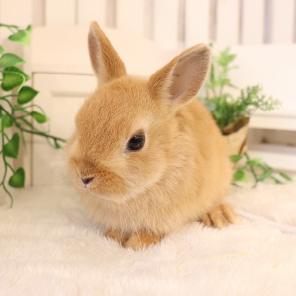 ネザーランドドワーフ　オレンジ（PR)