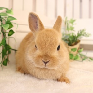 ネザーランドドワーフ　オレンジ（PR)