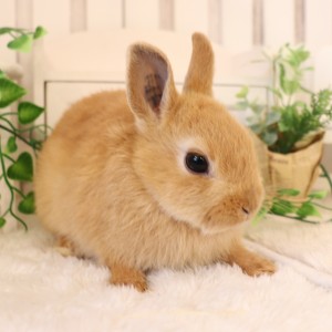 ネザーランドドワーフ　オレンジ（PR)