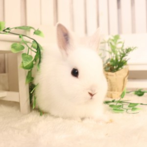 ネザーランドドワーフ　フロスティ（PZ)