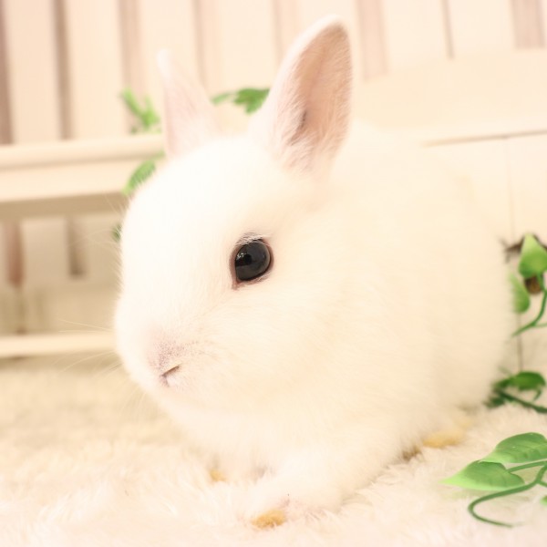 ネザーランドドワーフ　フロスティ（PZ)