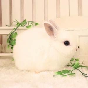 ネザーランドドワーフ　フロスティ（PZ)