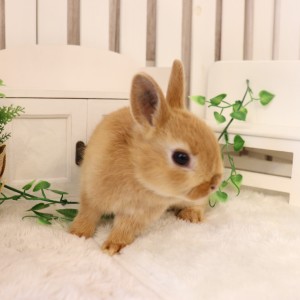 ネザーランドドワーフ　オレンジ（S2)